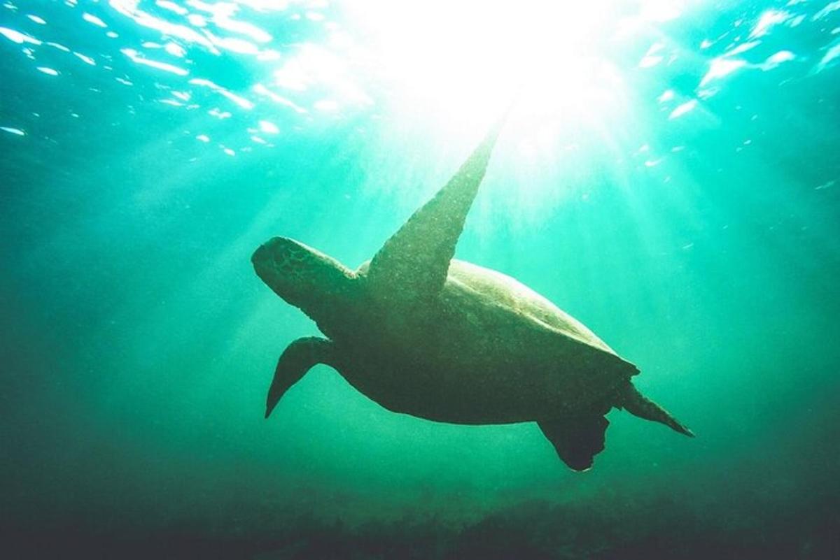o broască țestoasă înotând în ocean cu soarele în spate