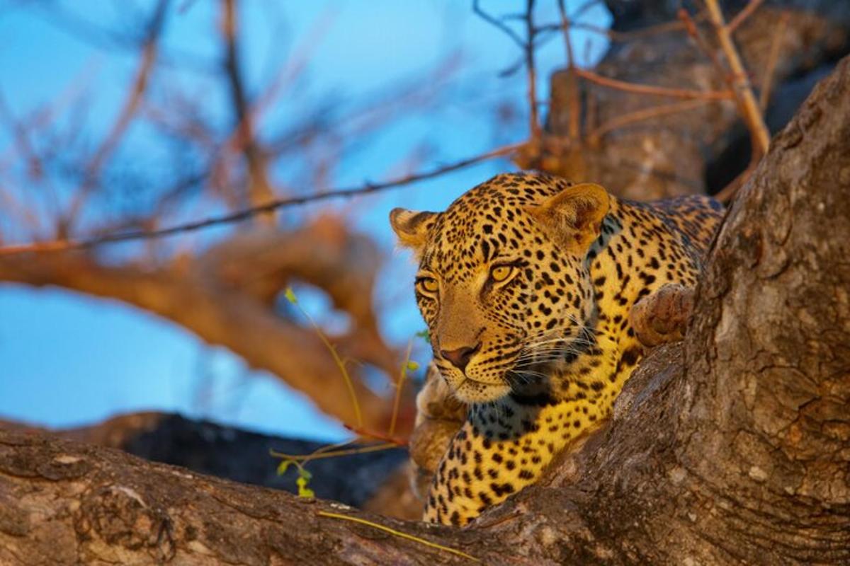 Leopard sedí na stromě