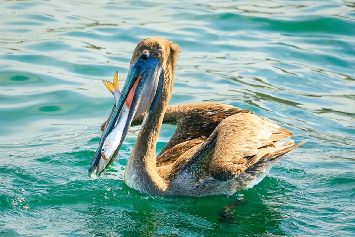 seekor bebek di dalam air dengan ikan di paruhnya