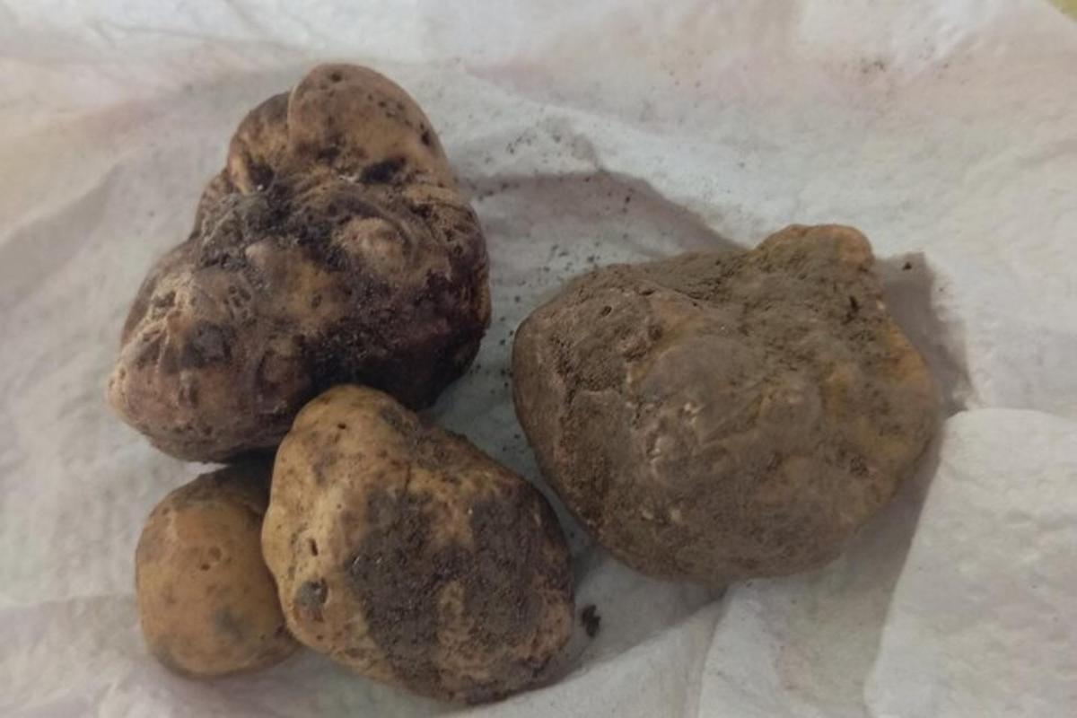 a group of potatoes sitting on a piece of paper