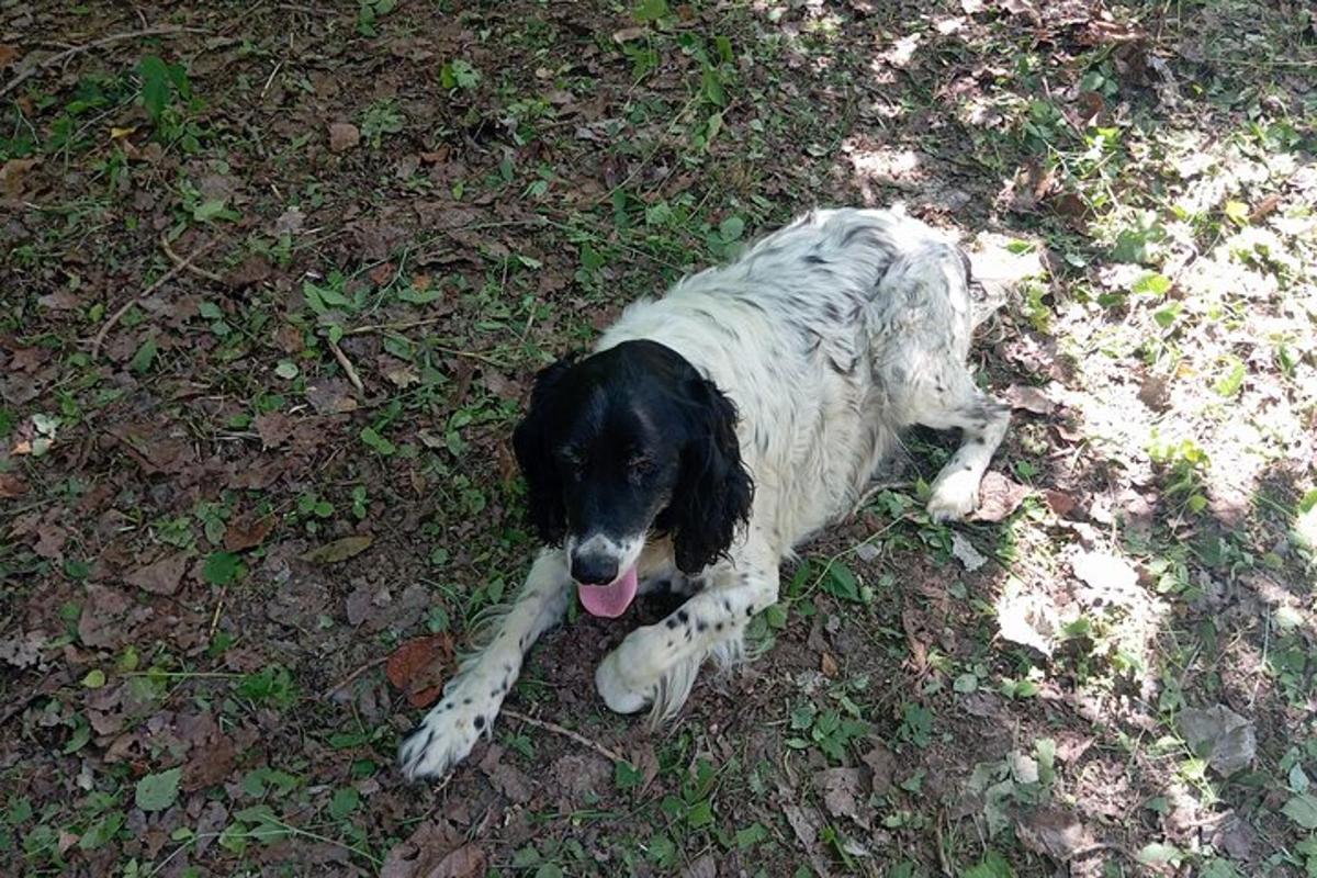 a black and white dog laying in the grass