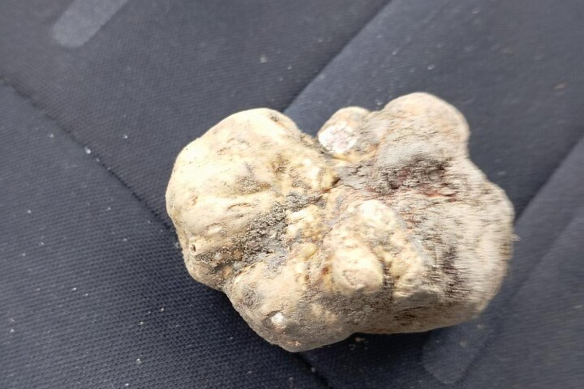 a piece of rock sitting on top of a table