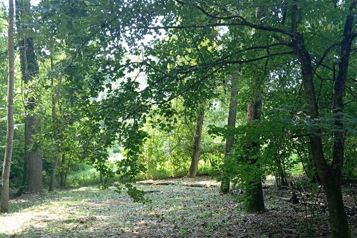 a wooded area with trees and leaves on the ground