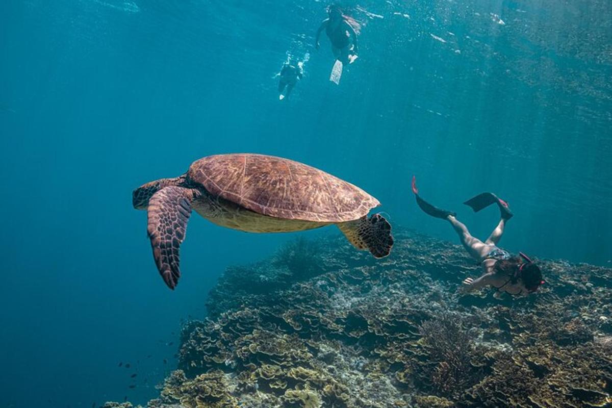 korytnačka a ľudia plávajú v oceáne