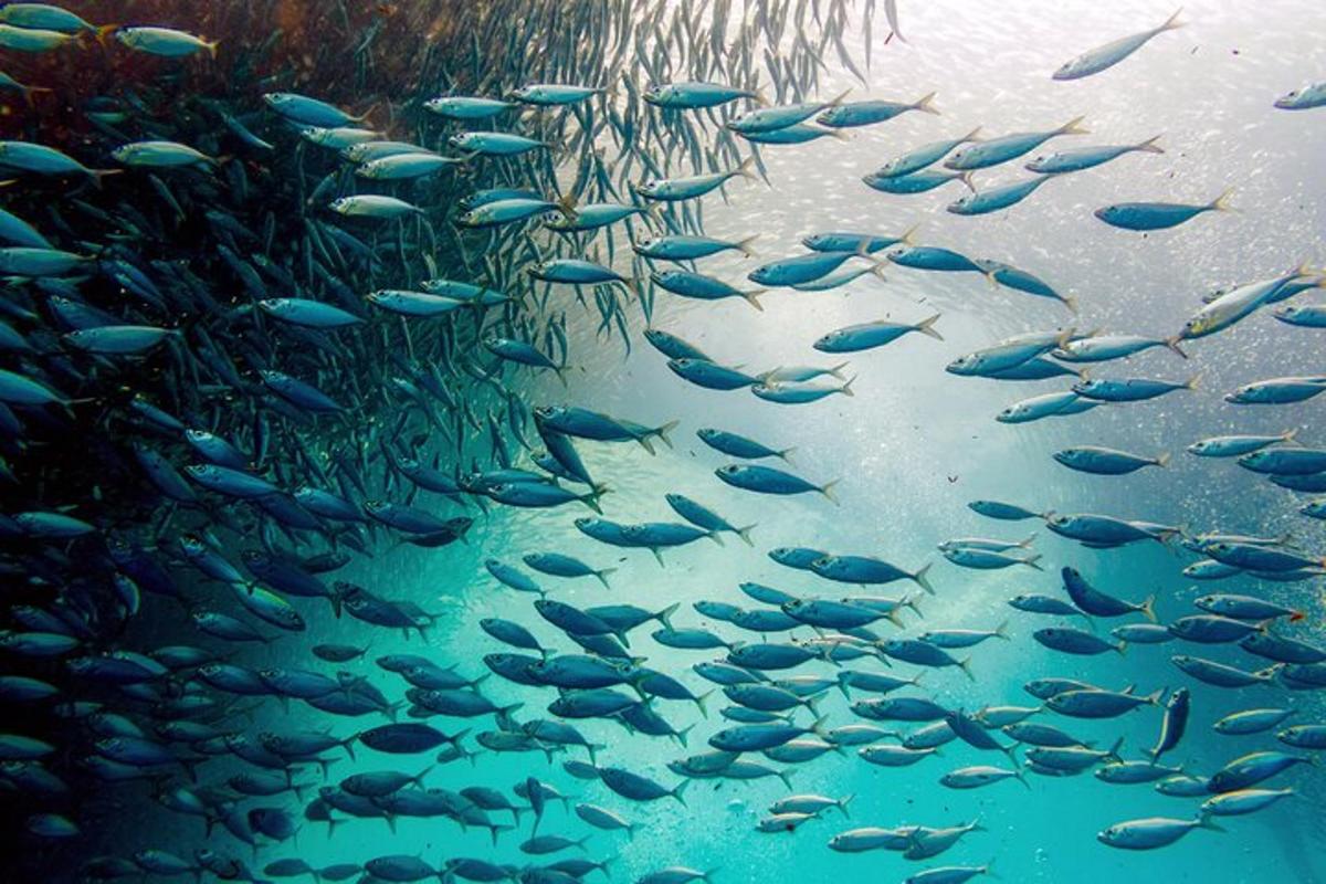 sekumpulan besar ikan berenang di dalam air