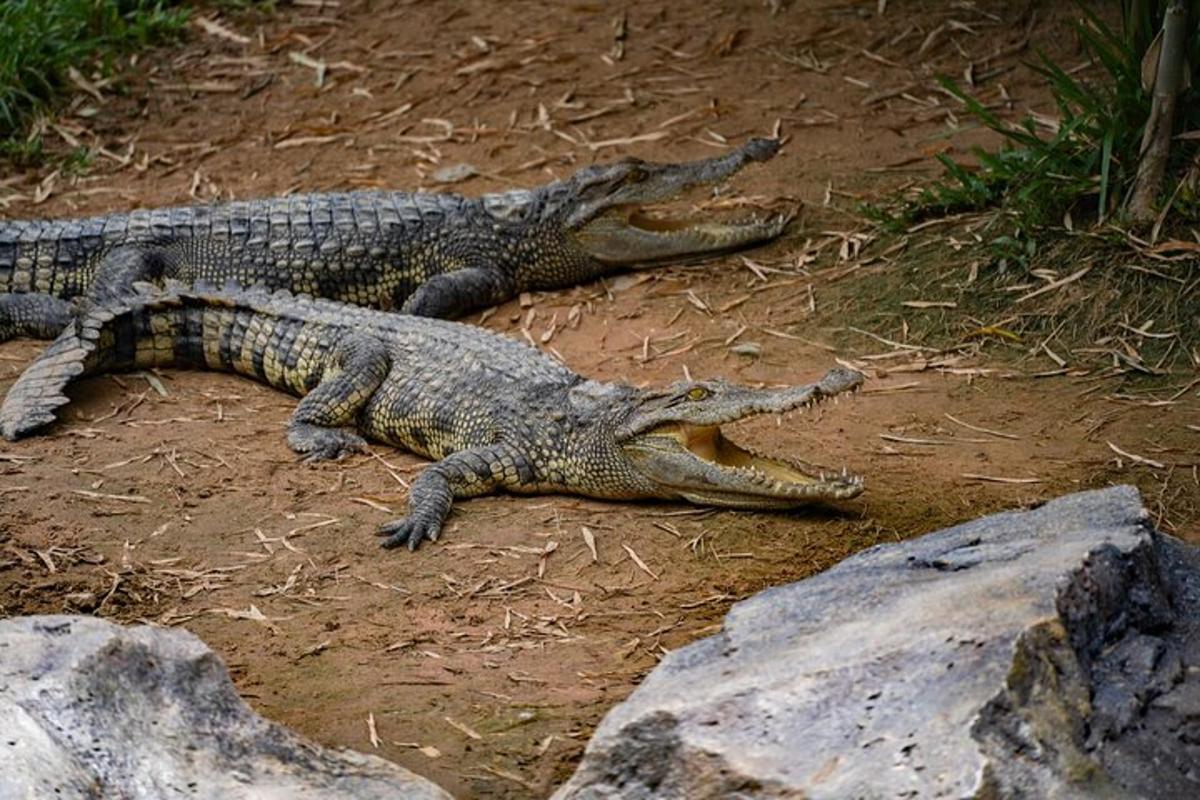 two crocodiles laying on the ground next to rocks