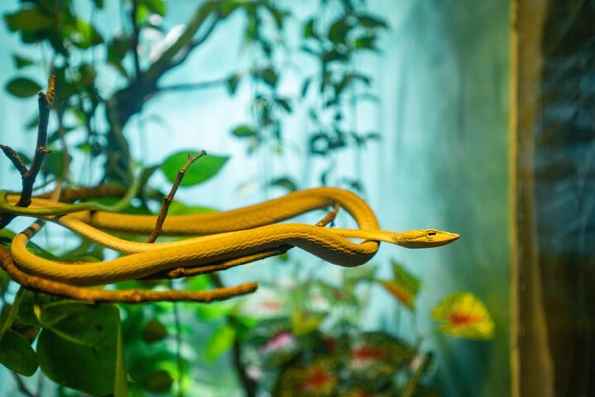 two snakes sitting on a branch of a plant