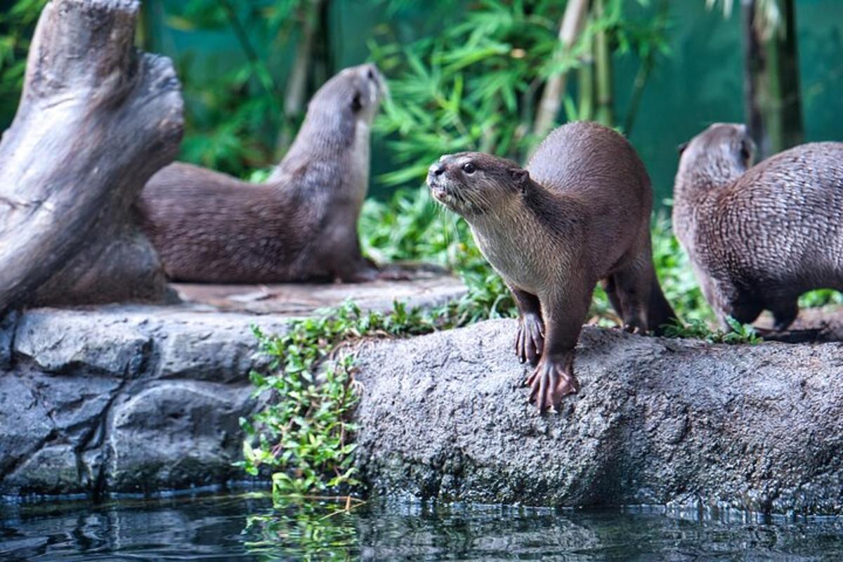 a group of otters standing on a rock near the water