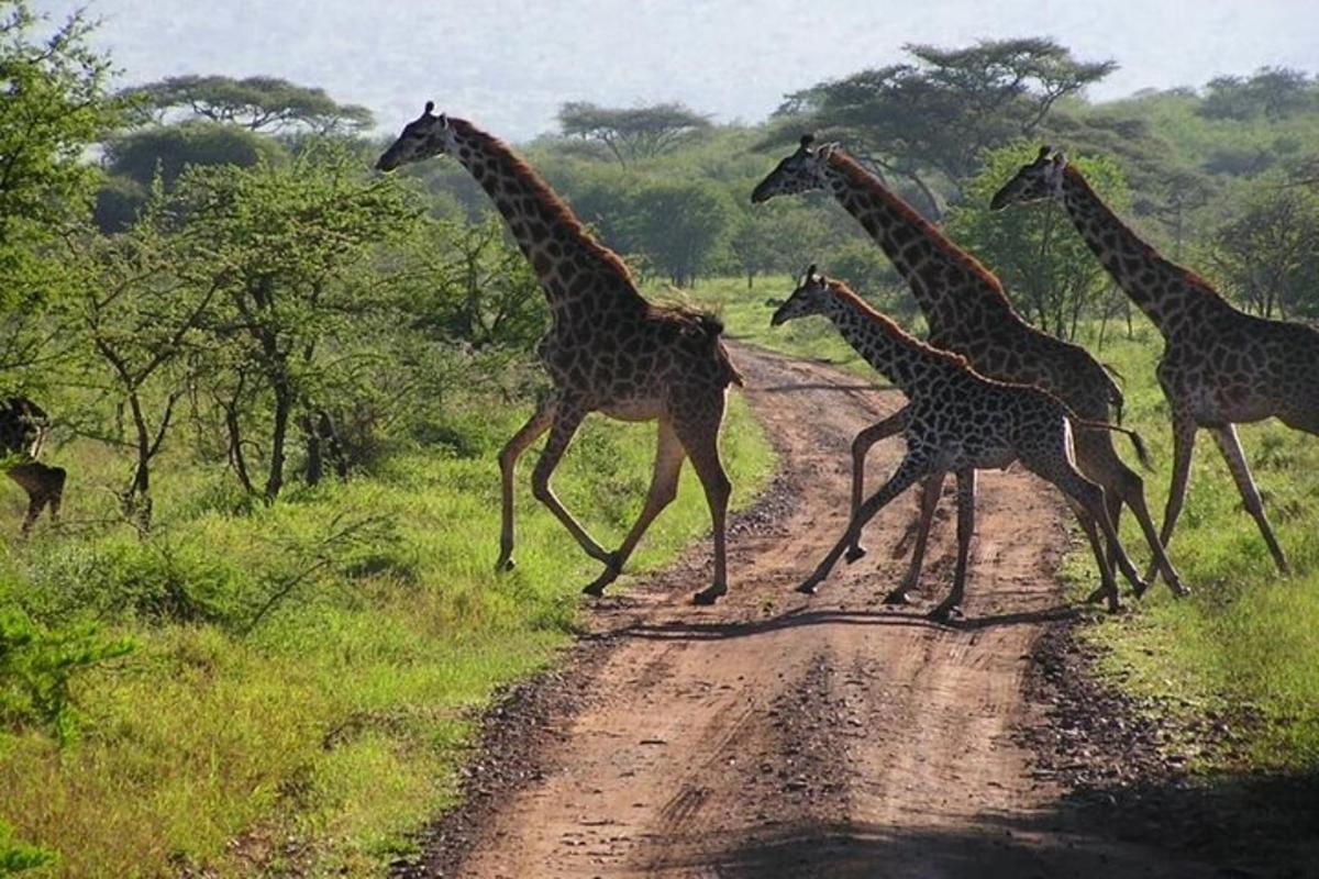 un grup de girafes creuant un camí de terra