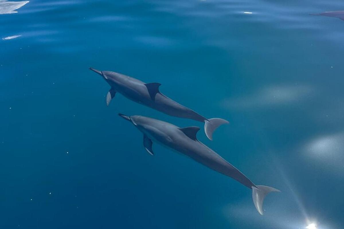 a group of dolphins swimming in the water