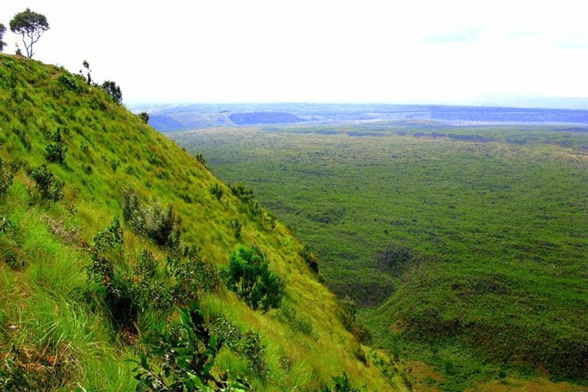 una collina verde erbosa con alberi su di essa