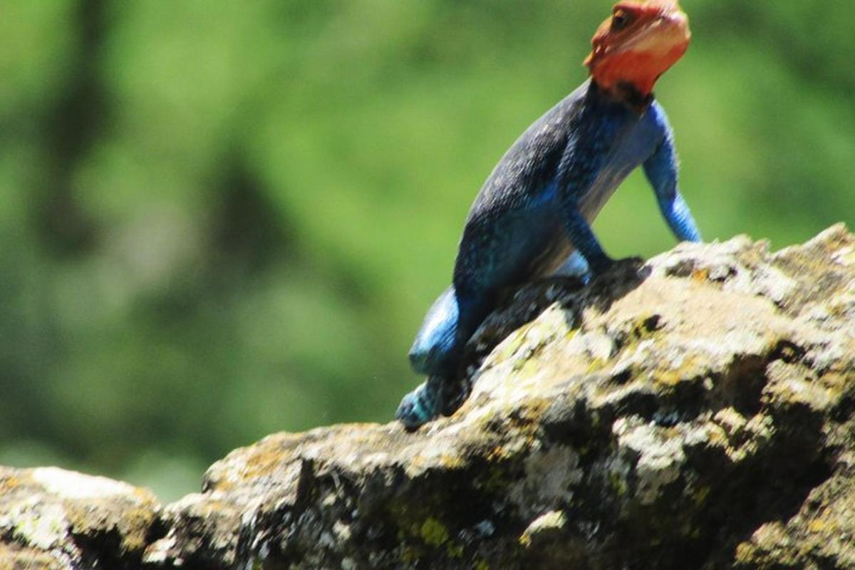 seekor burung merah dan biru duduk di atas batu