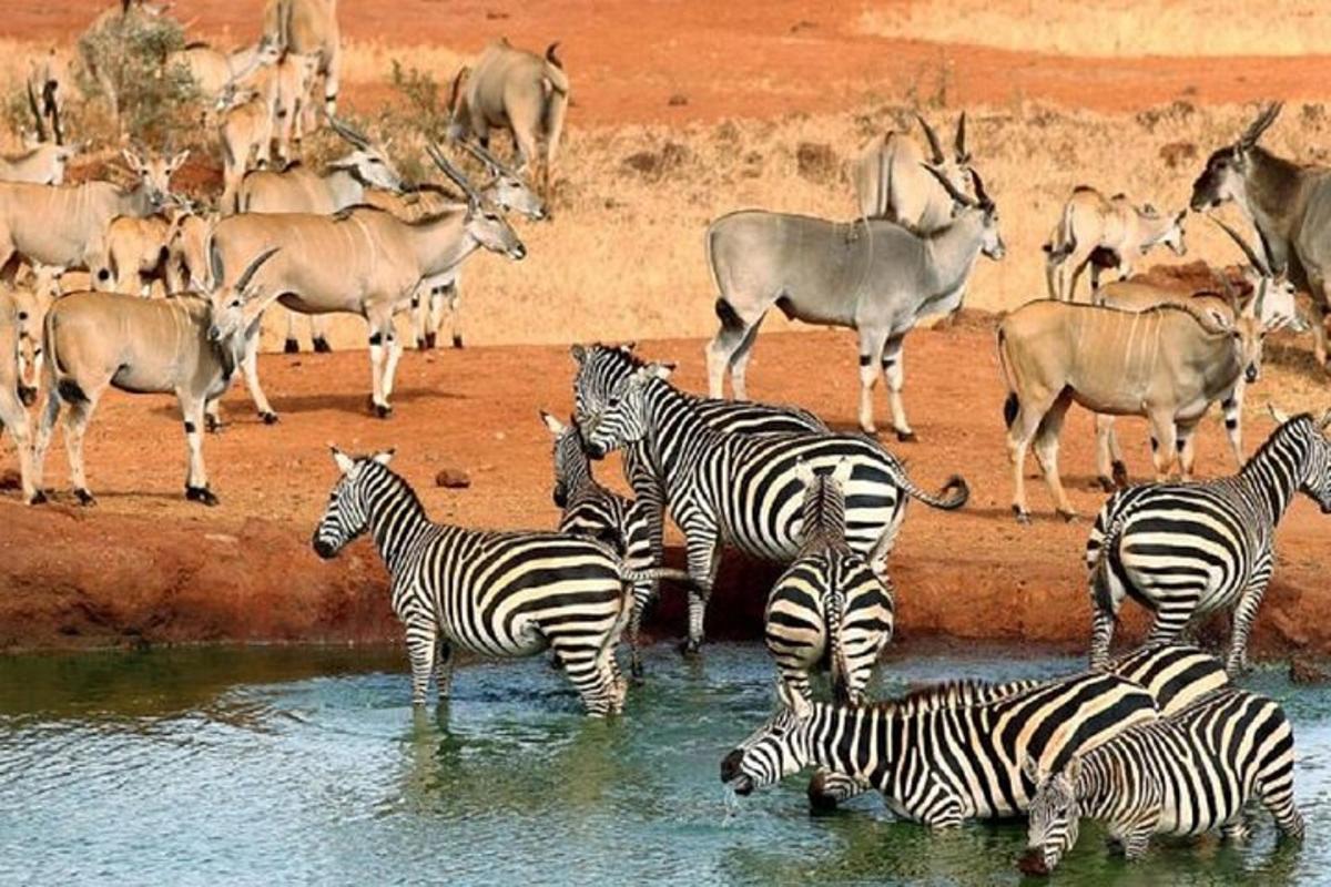 una mandria di zebre e antilopi in piedi nell'acqua