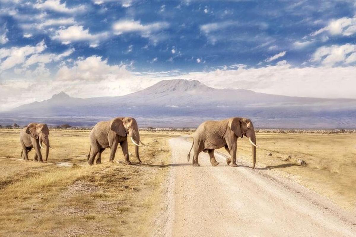 drei Elefanten überqueren einen Feldweg in der Wüste