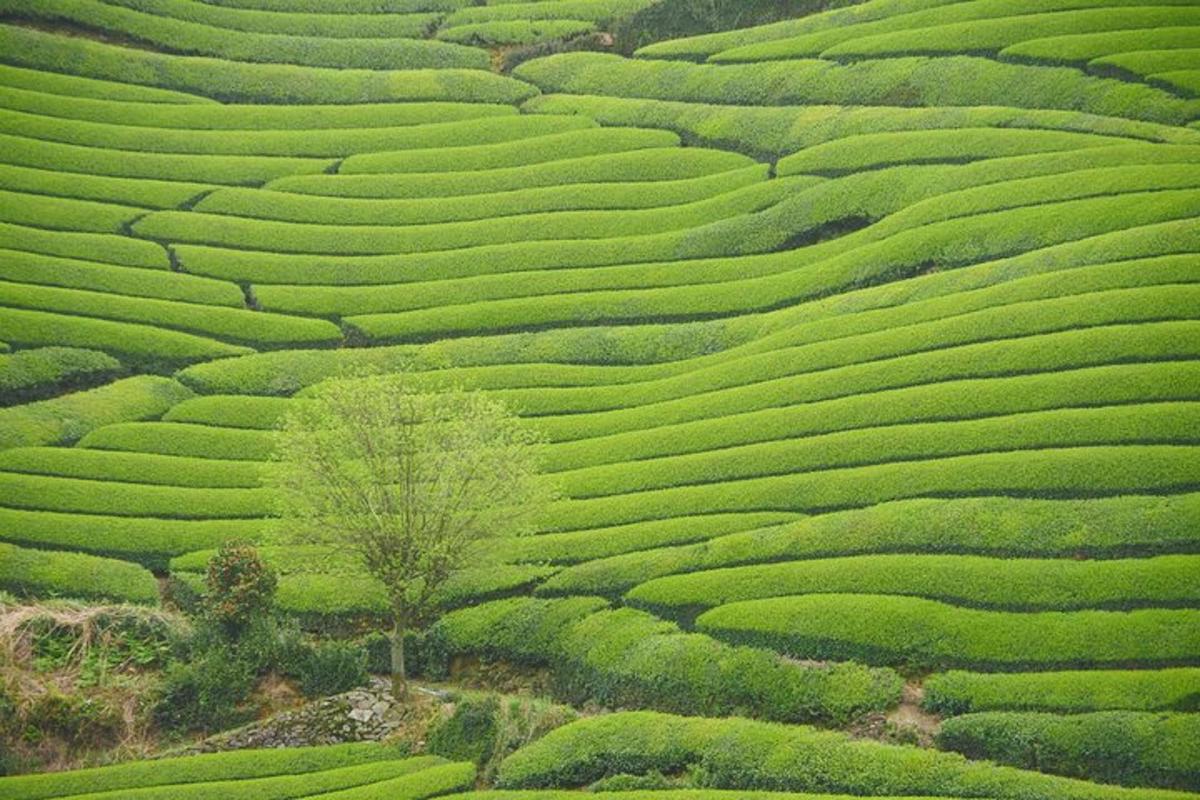 Letecký pohled na plantáž zeleného čaje