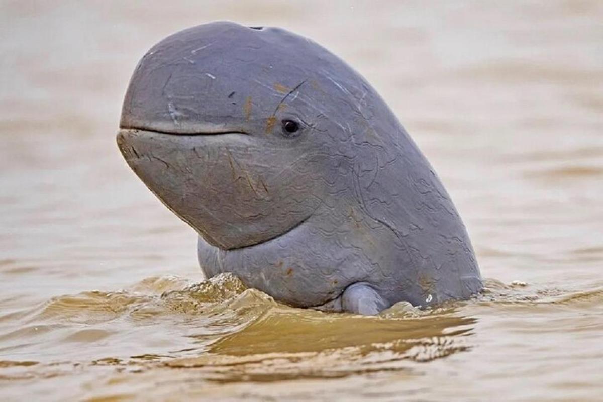 un delfino in acqua con la testa sporgente