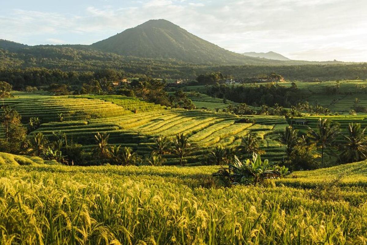 một cánh đồng cỏ với một ngọn núi ở phía sau