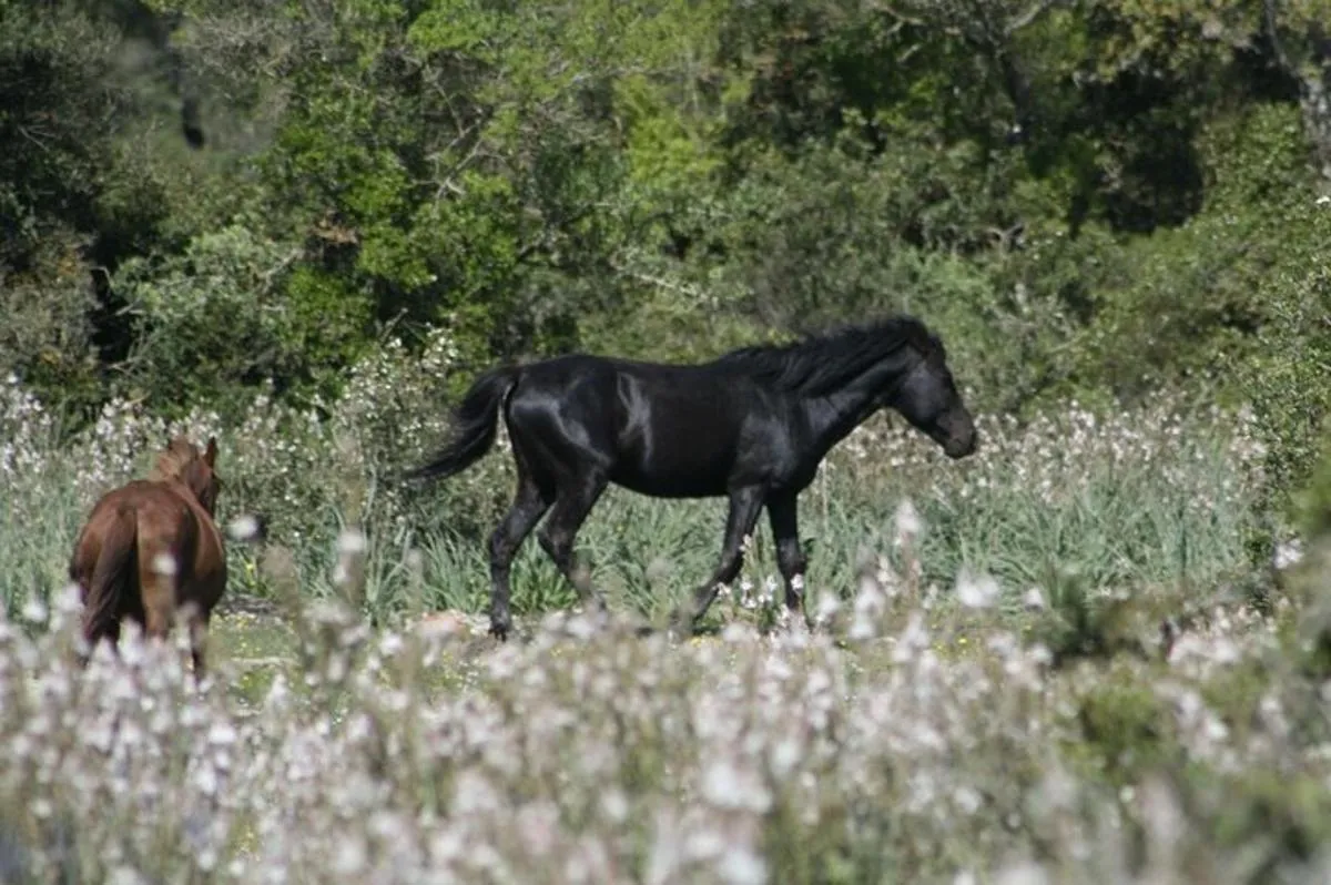 Genoni tárlatvezetés a Giara Parkban