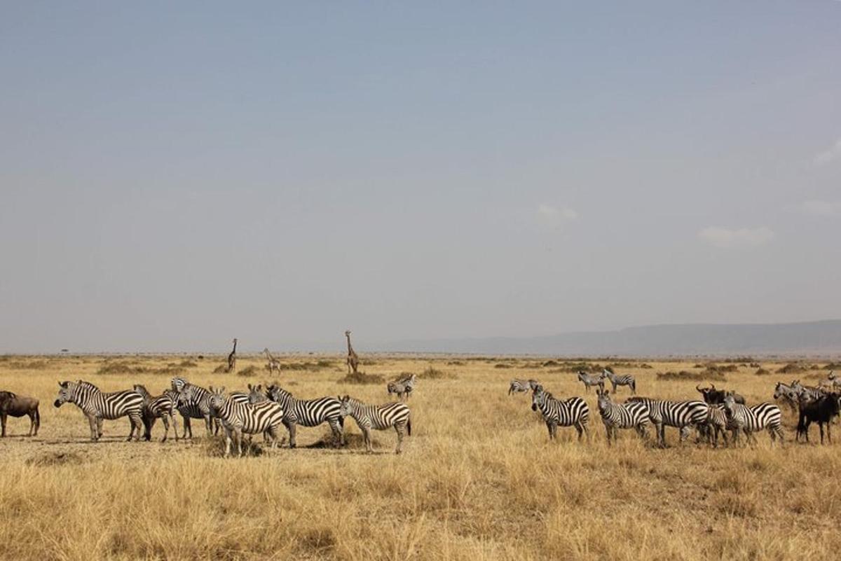 o turmă de zebre și alte animale pe un câmp