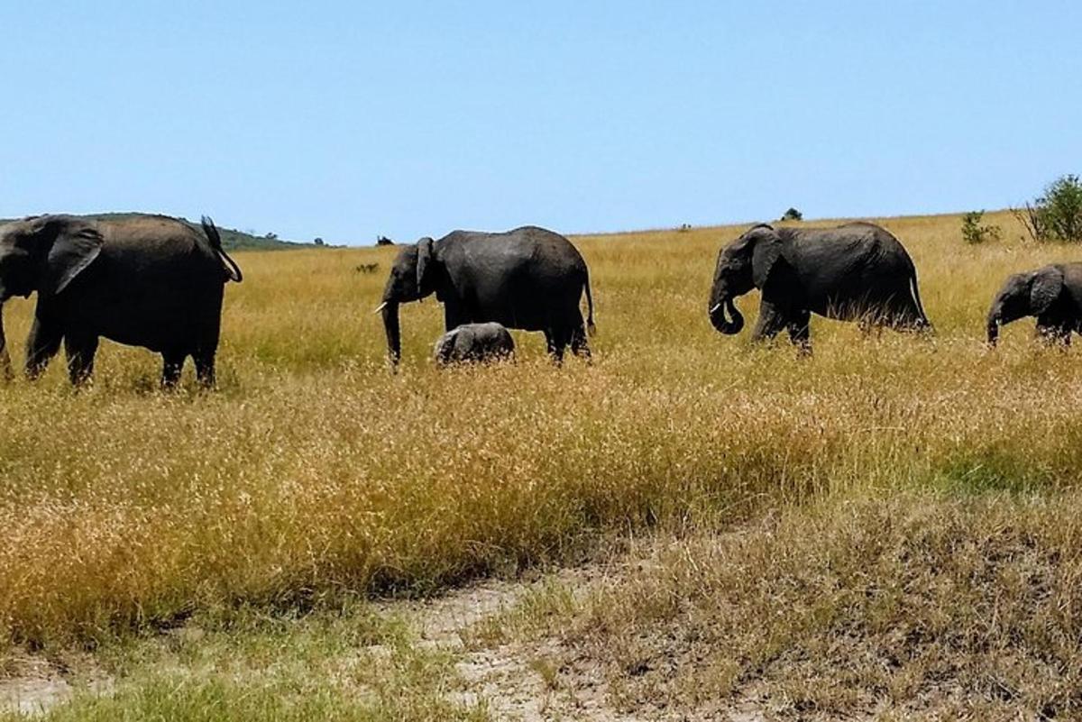 uma manada de elefantes caminhando em um campo