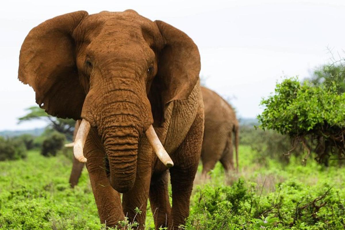 en elefant med støttenner som går i et felt