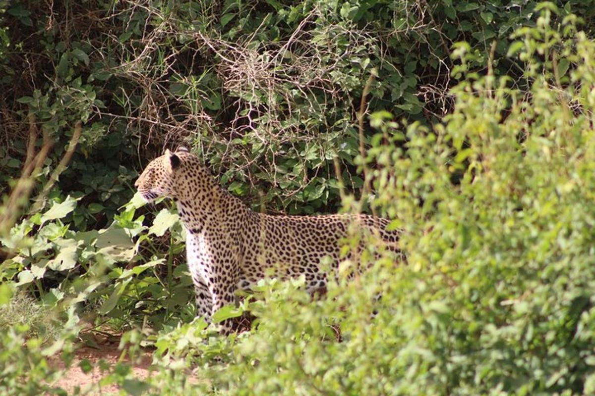 un ghepard stă în iarbă