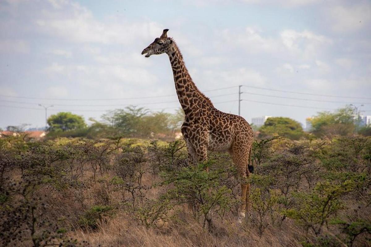 eine Giraffe, die mitten auf einem Feld steht