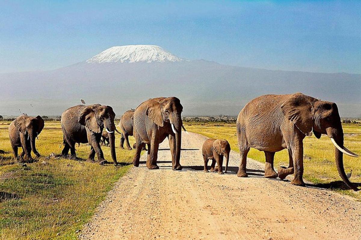 a herd of elephants crossing a dirt road with a mountain in the background