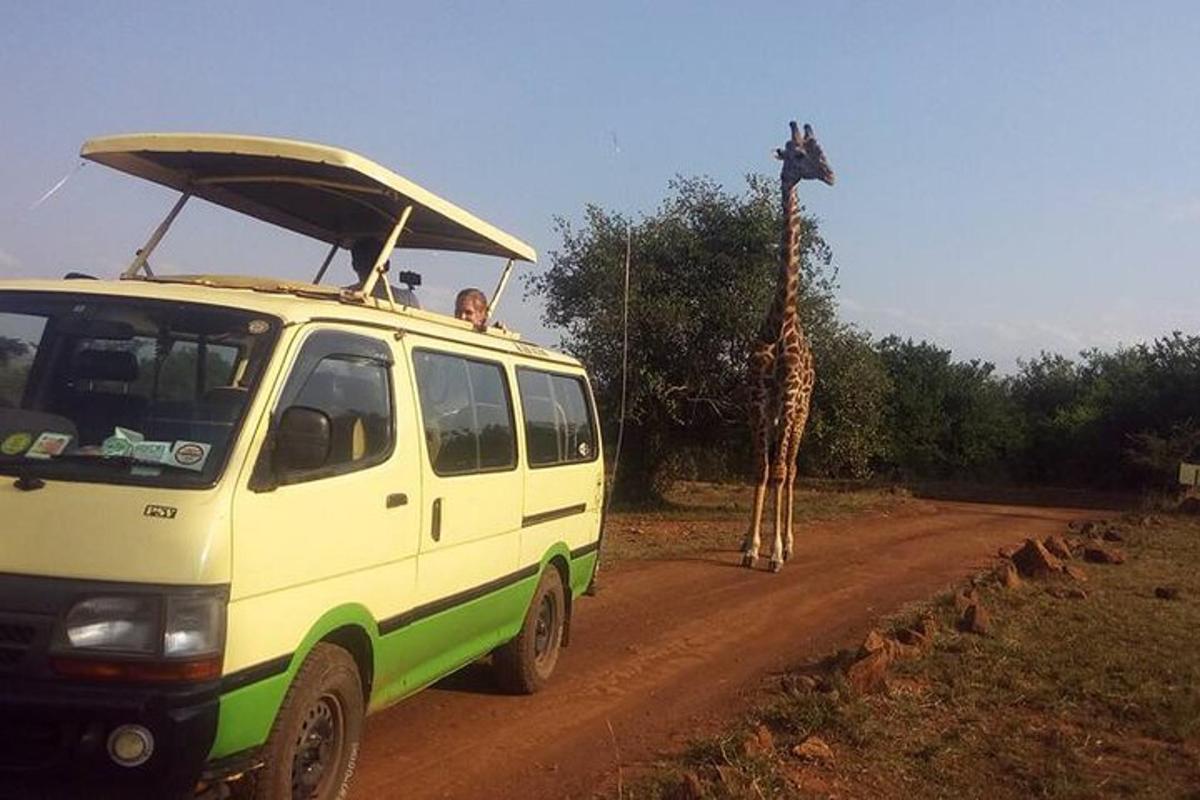 a giraffe walking on a dirt road next to a van