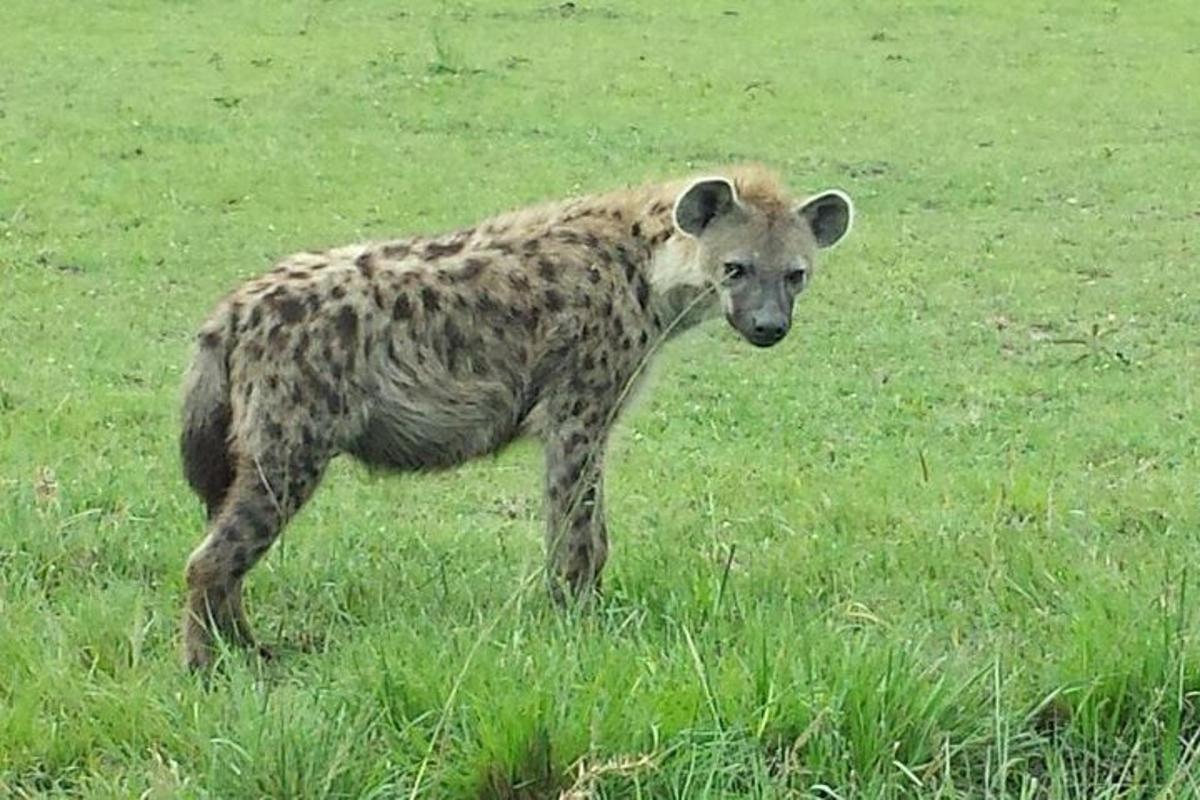 hyena stojící v travnatém poli