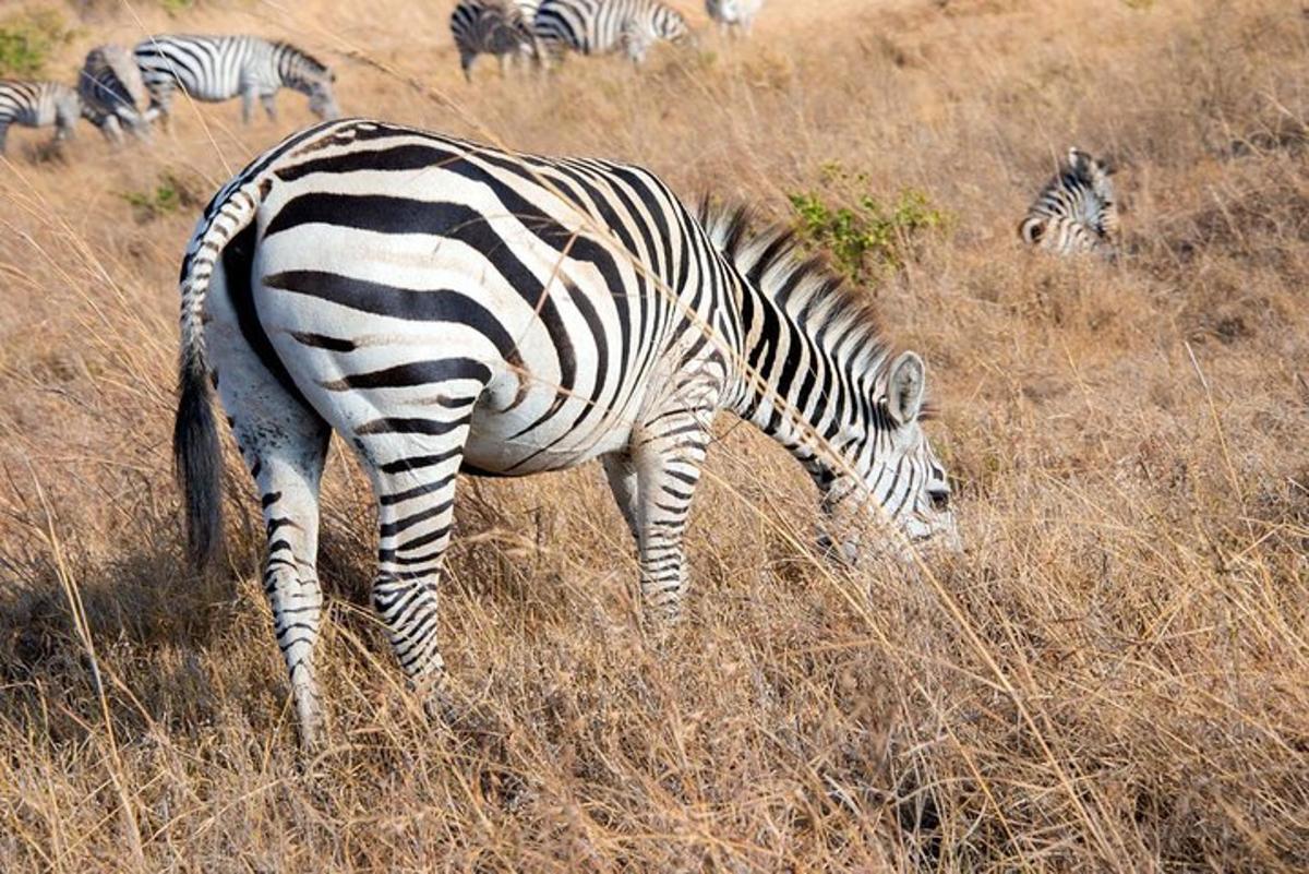 zebra pasoucí se na poli s vysokou trávou