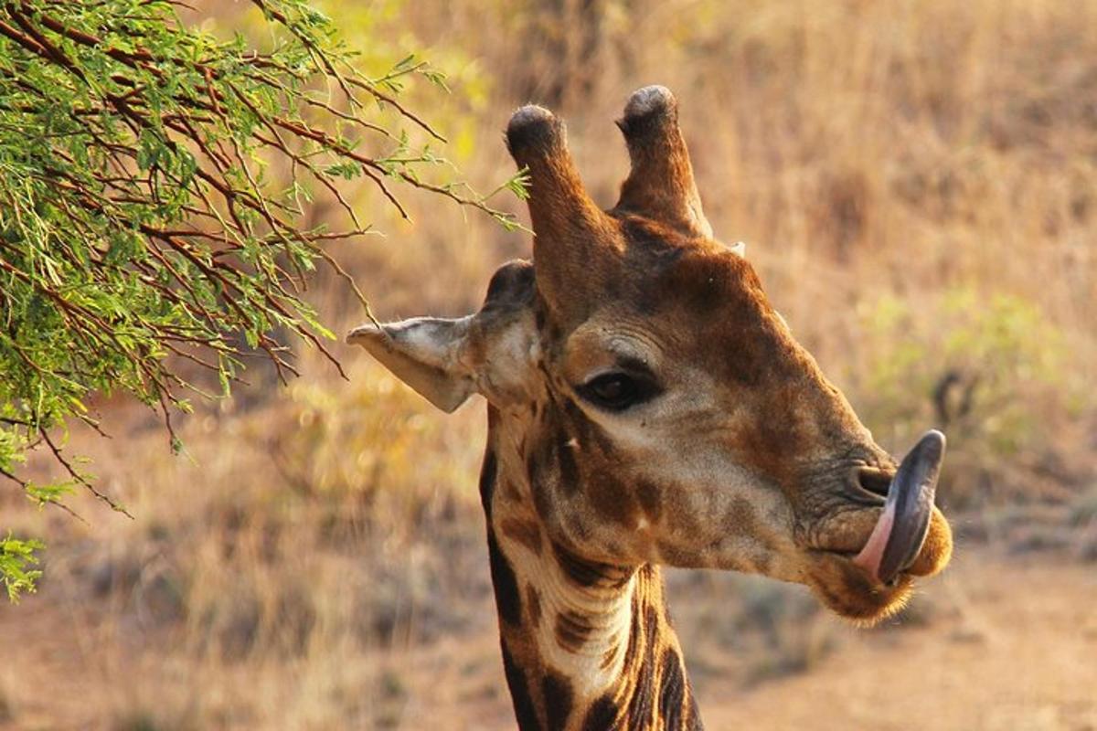 isang giraffe na nakalabas ang dila