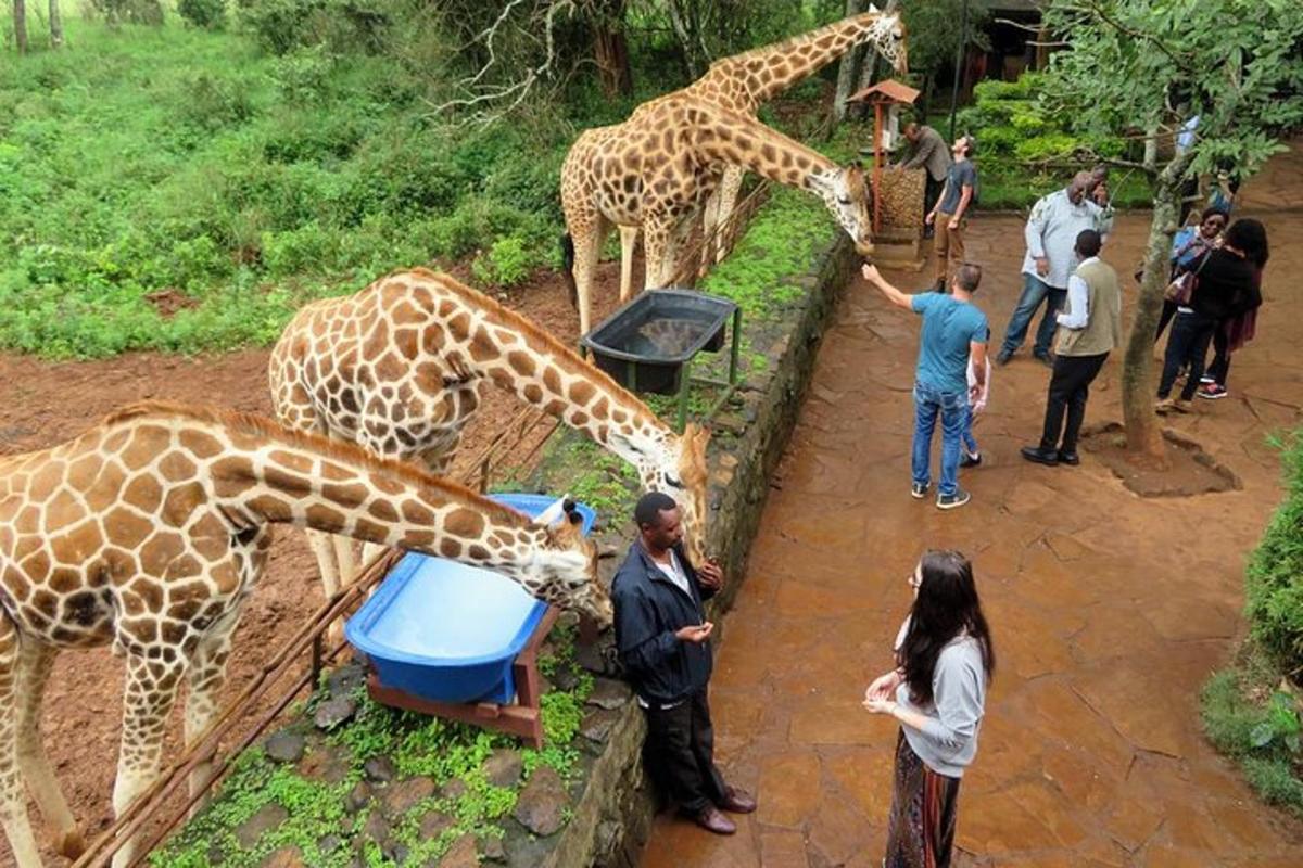 isang grupo ng mga tao na nagpapakain ng mga giraffe sa isang zoo