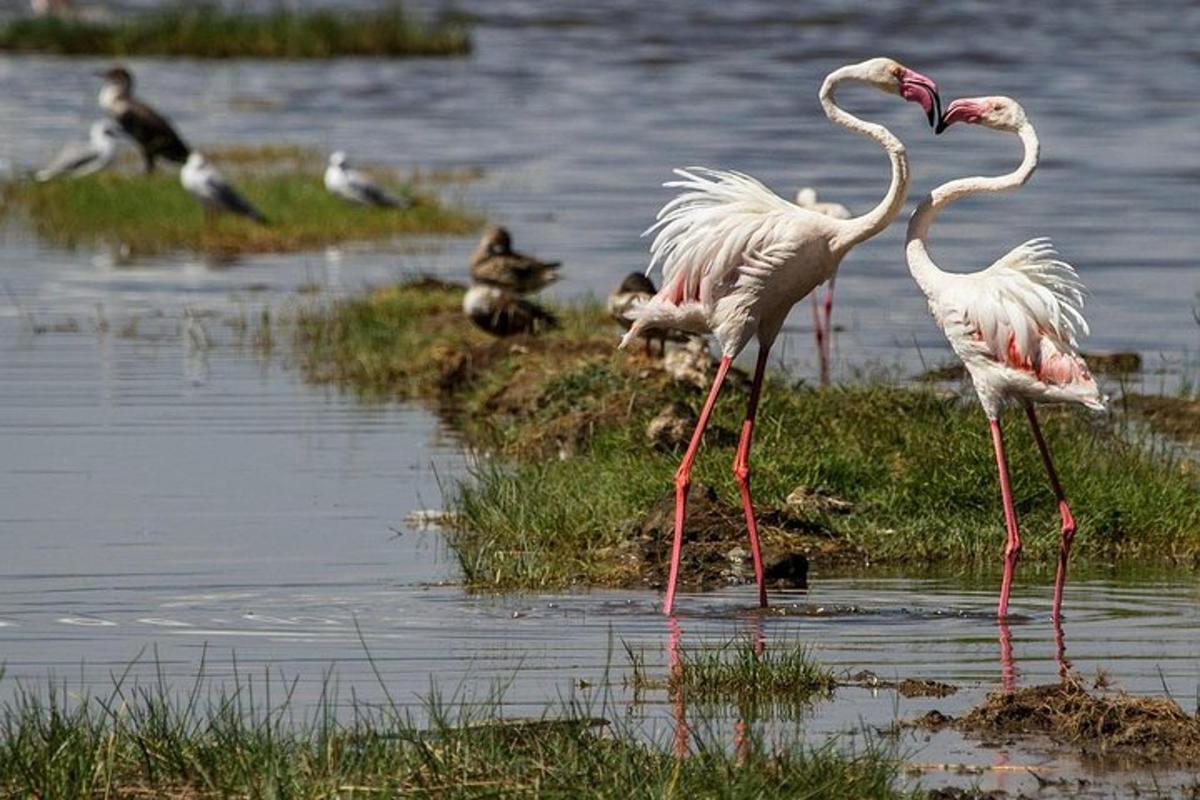 un grup de flamencs drets a l'aigua