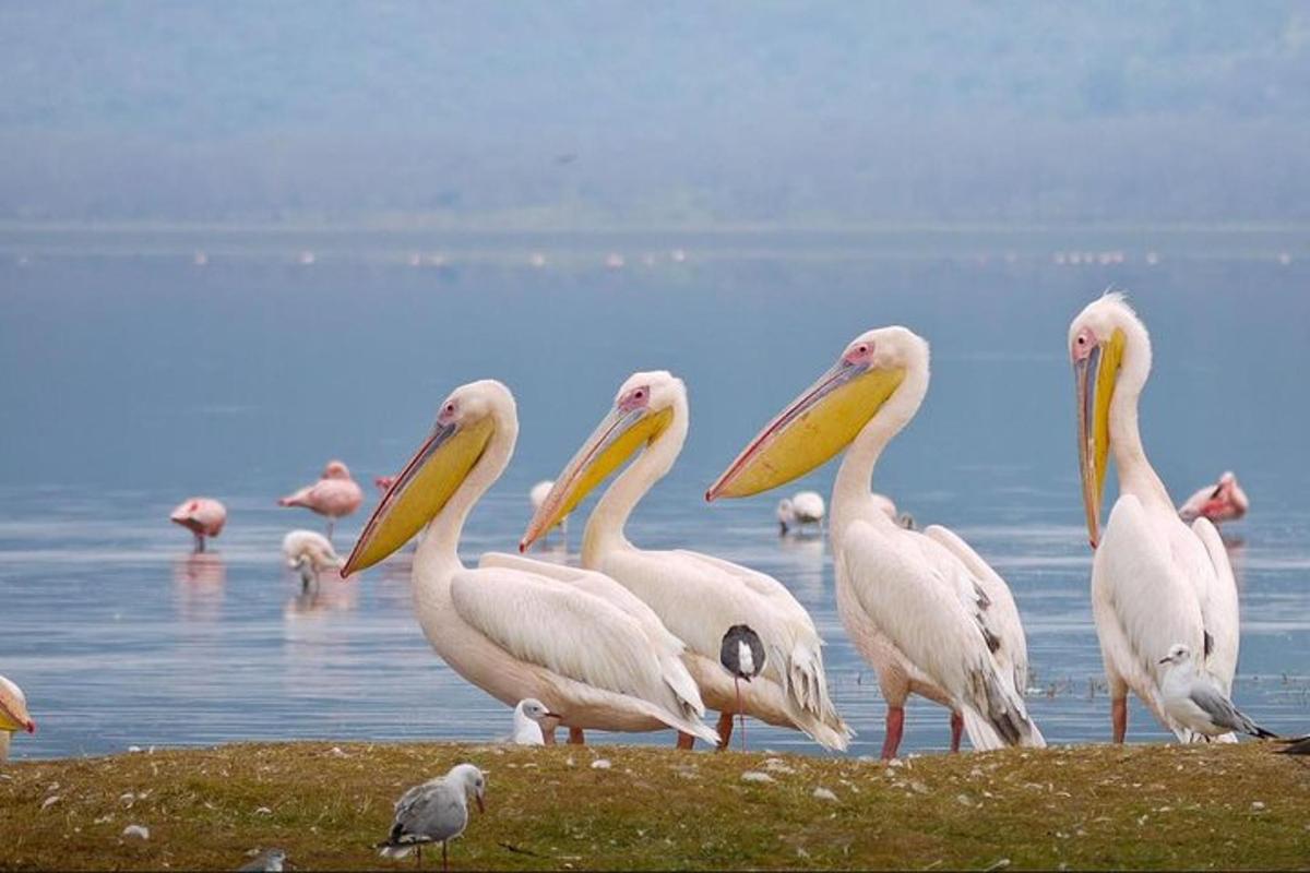 un grup de pelicans drets sobre l'herba a prop de l'aigua