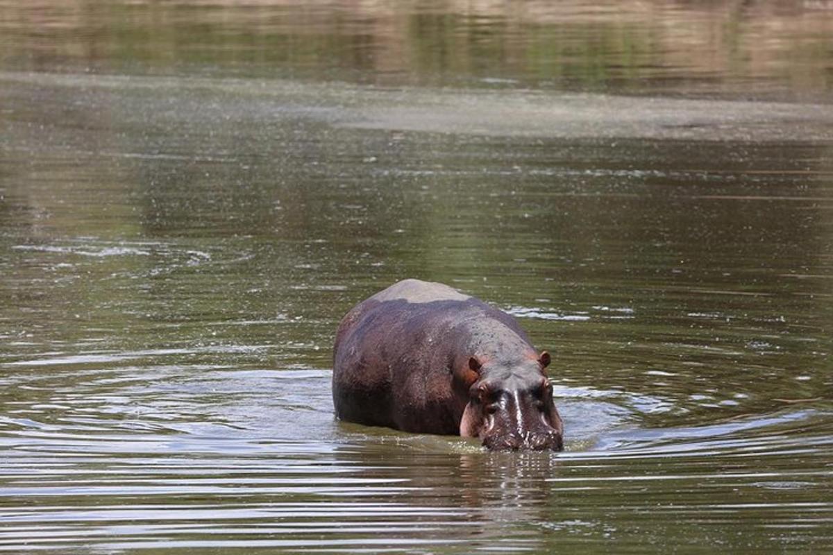 un ós nedant en una massa d'aigua