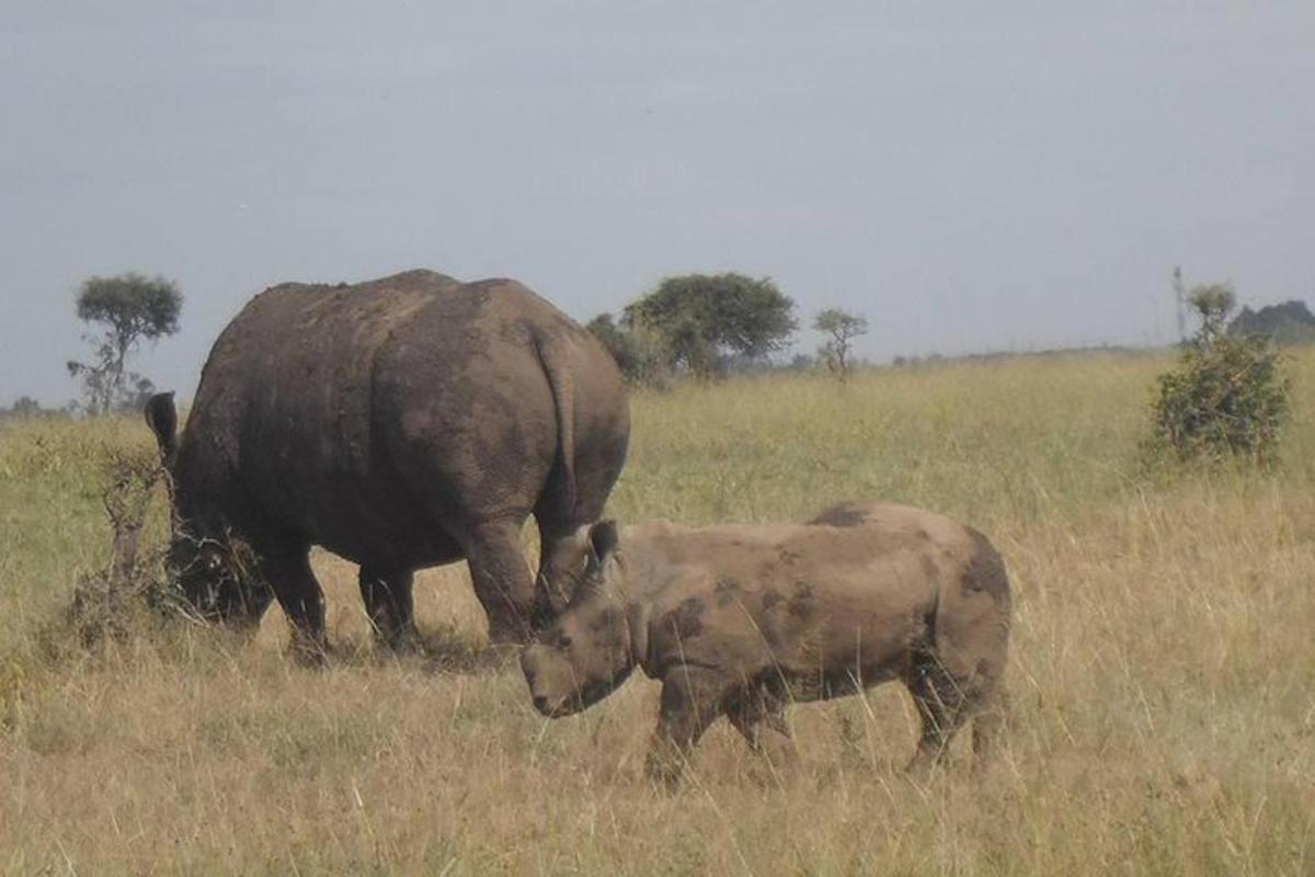 Una pareja de rinocerontes de pie en un campo