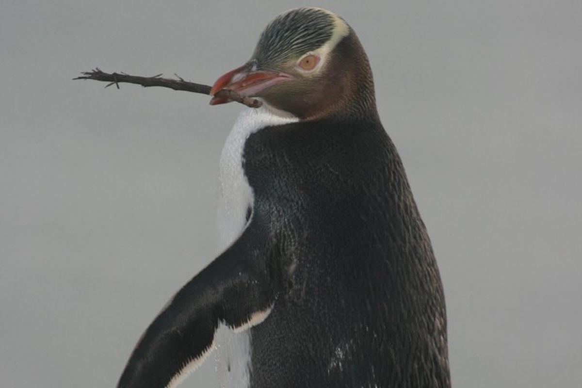 Un pingüino sostiene un palo en su boca.
