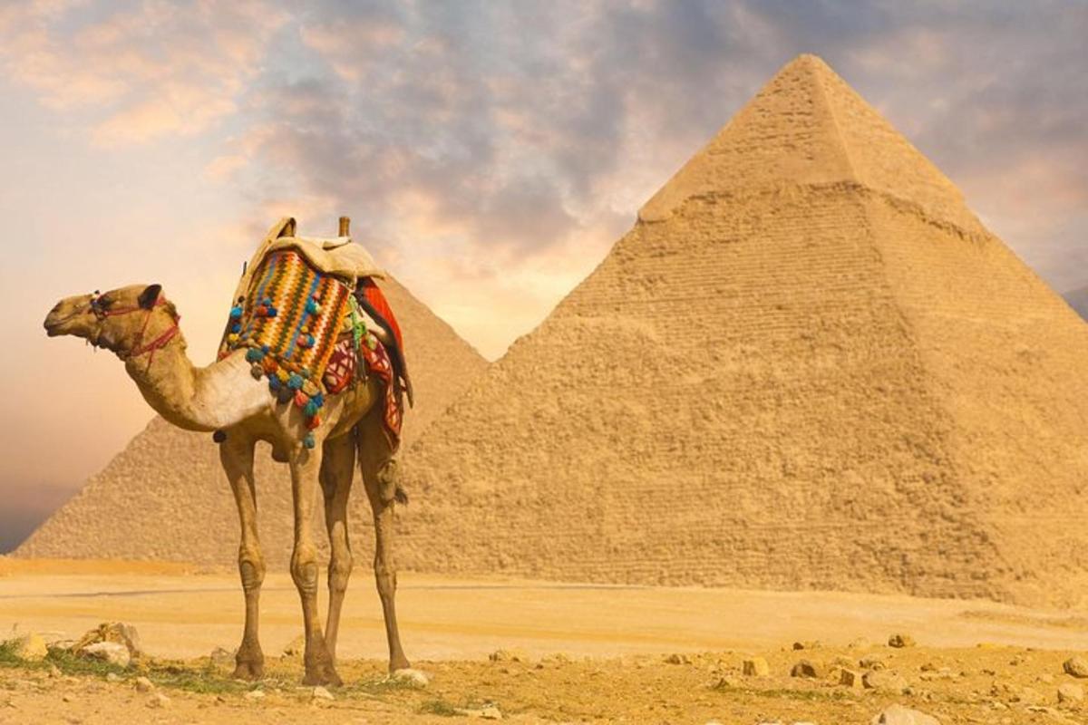 velbloud stojící před pyramidami