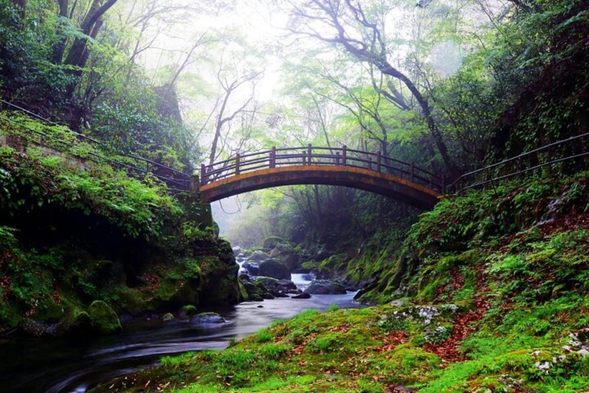 a wooden bridge over a river in a forest