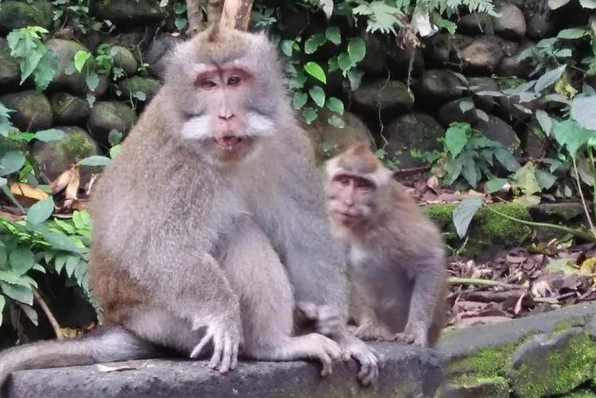 dos micos asseguts un al costat de l'altre en una cornisa