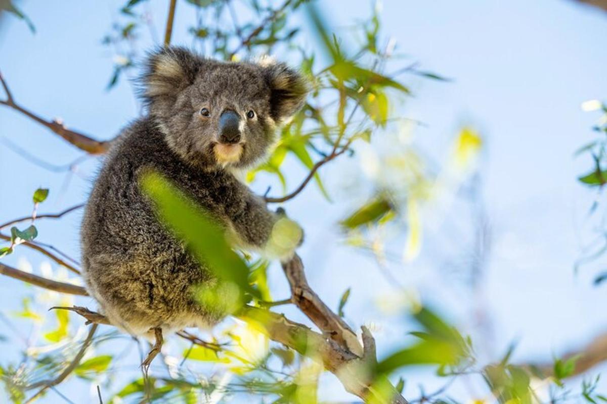 a koala sitting on top of a tree branch