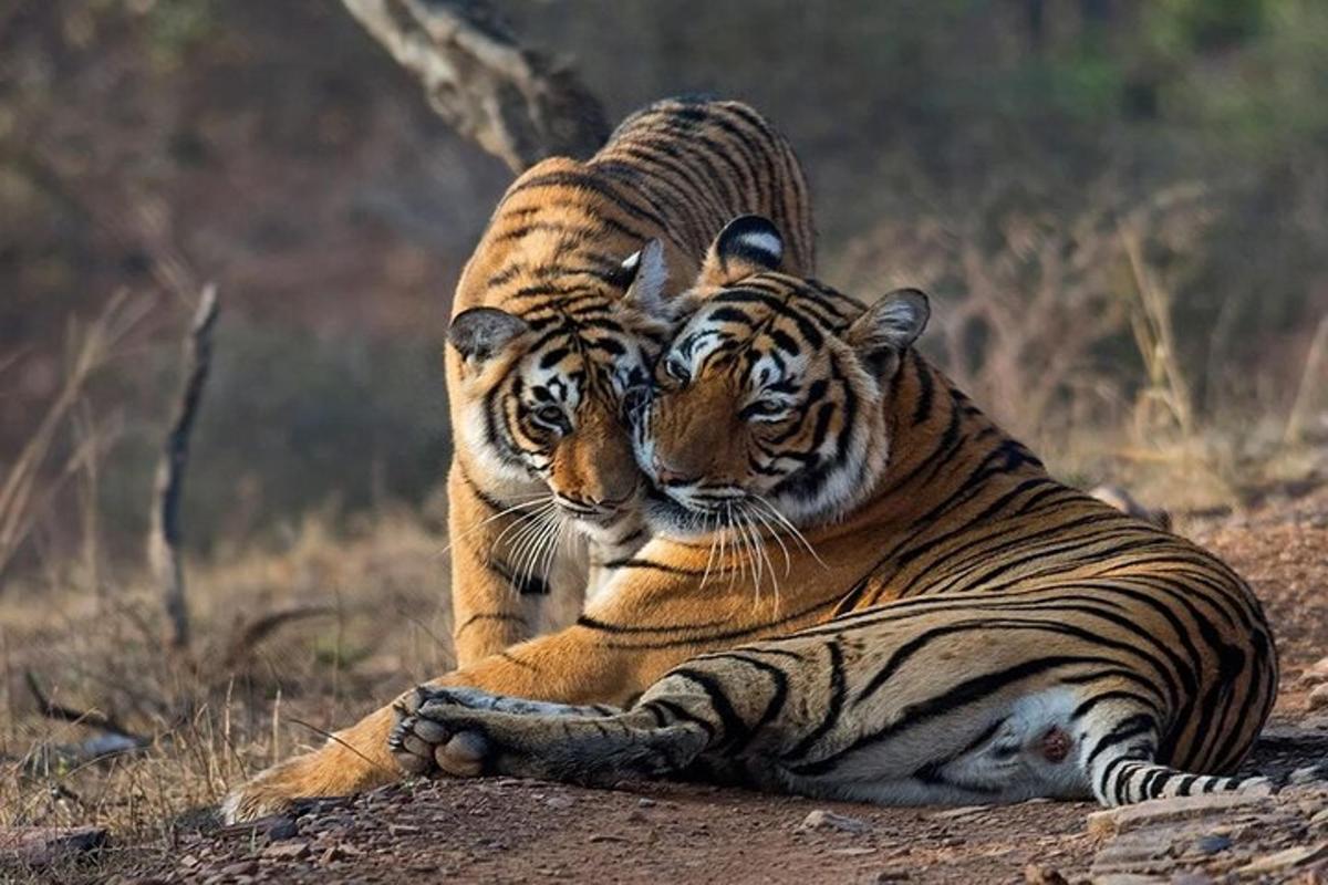 two tigers laying on the ground in a field