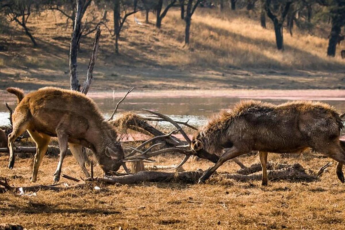 two animals are fighting in a field