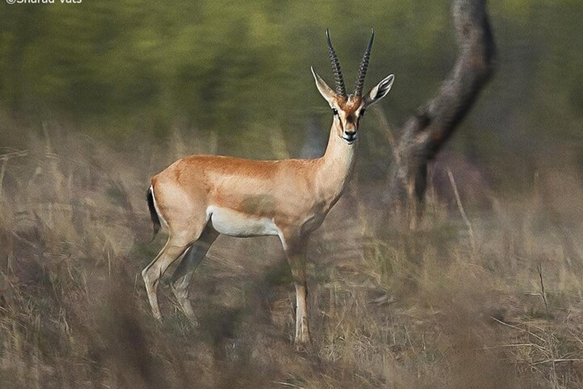 a gazelle standing in a field of tall grass