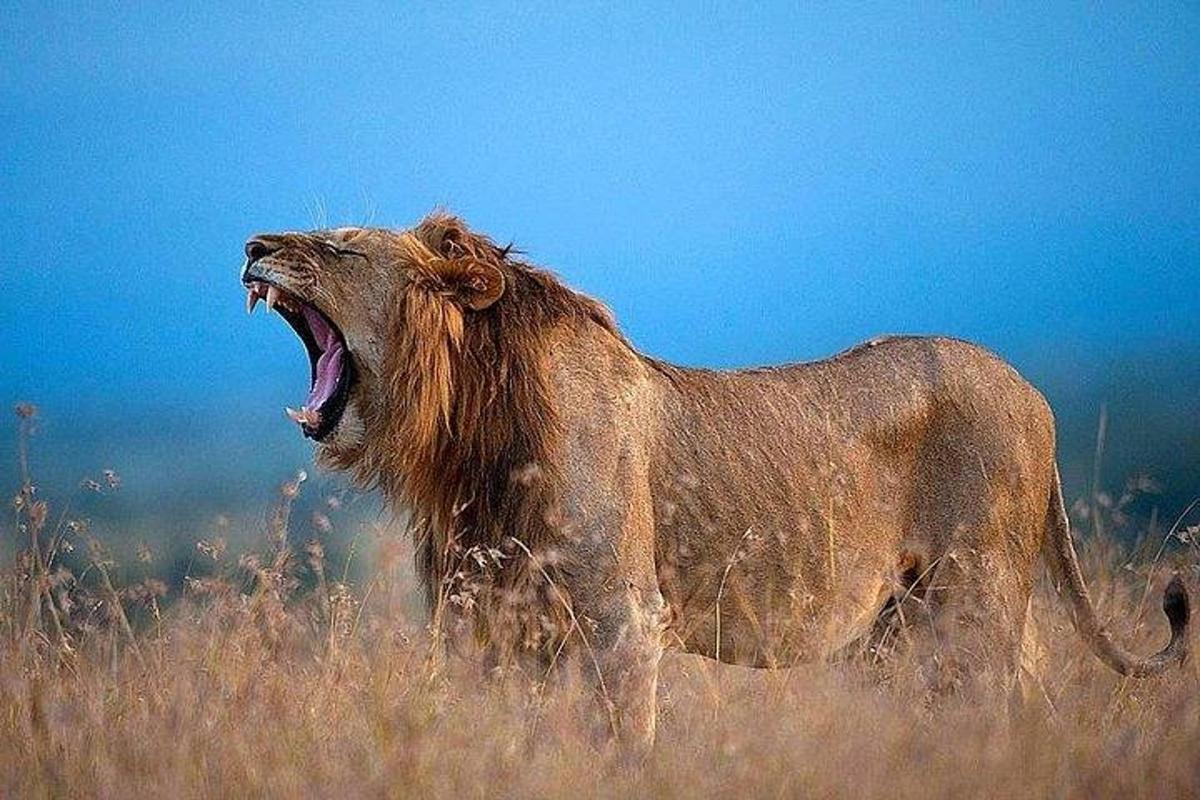 un leone con la bocca aperta in un campo