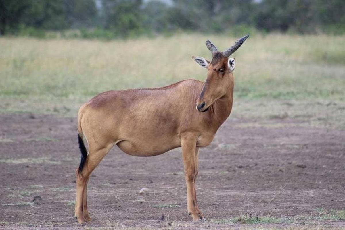 un animale con le corna in piedi in un campo