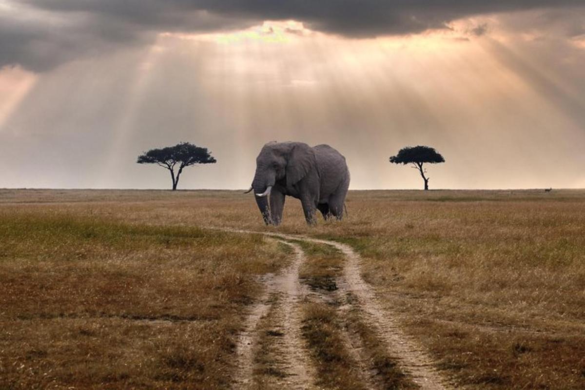 un elefant stând în mijlocul unui câmp