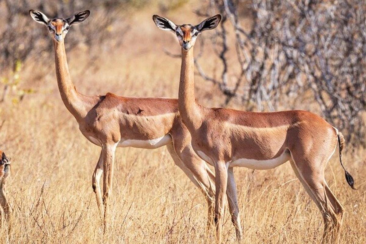 deux antilopes debout l'une à côté de l'autre dans un champ