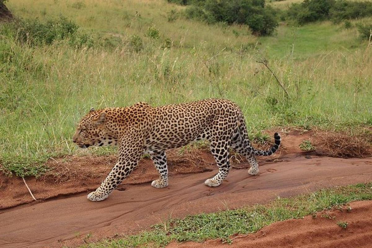 leopards iet pāri zemes ceļam